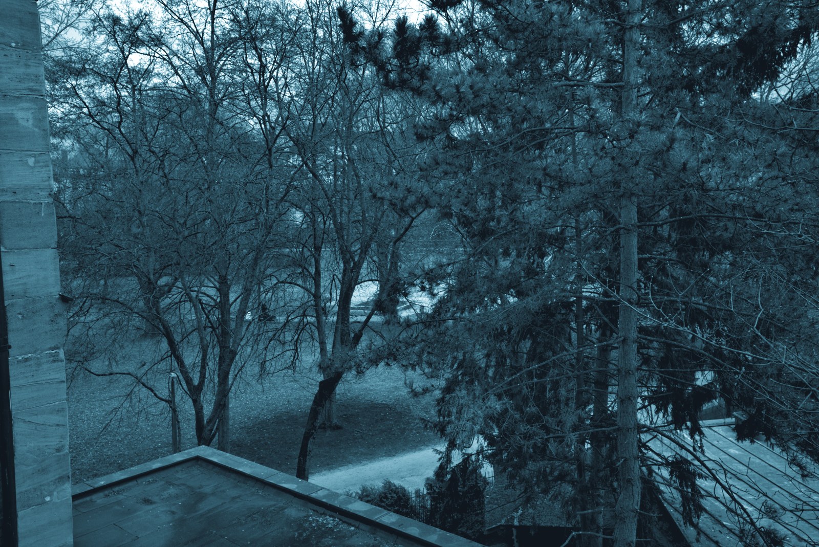 Trees printed as a black and cyan spot duotone